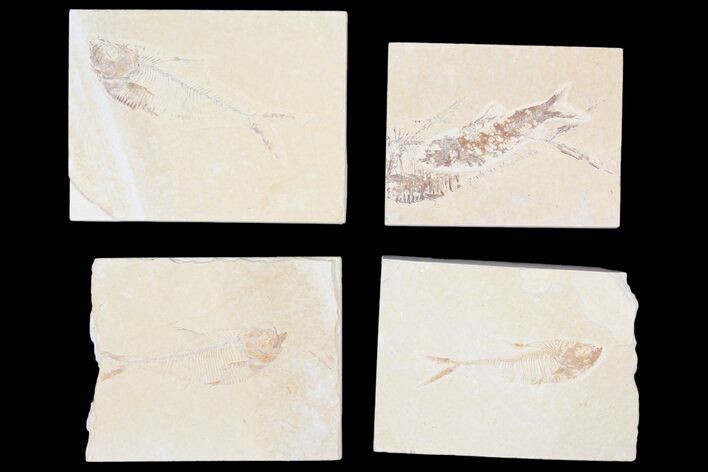 Lot: Cheap, to Green River Fossil Fish - Pieces #81227